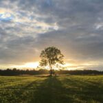 “Sunrise over a lone tree in a peaceful field, symbolizing wisdom, reflection, and life guidance – How to Live Wisely: 40 Powerful Lessons Proverbs Teaches Us.”