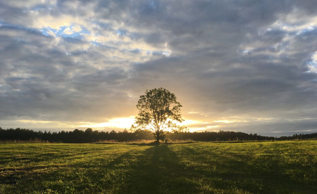 “Sunrise over a lone tree in a peaceful field, symbolizing wisdom, reflection, and life guidance – How to Live Wisely: 40 Powerful Lessons Proverbs Teaches Us.”
